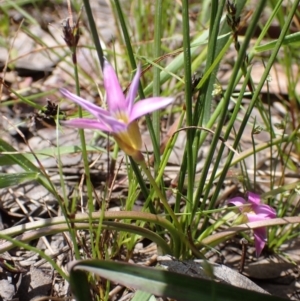 Romulea rosea var. australis at Lake George, NSW - 5 Nov 2022