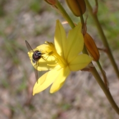 Bulbine bulbosa (Golden Lily, Bulbine Lily) at Sweeney's TSR - 5 Nov 2022 by drakes