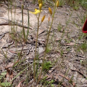 Bulbine bulbosa at Lake George, NSW - 5 Nov 2022