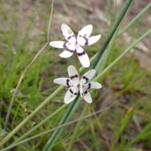 Wurmbea dioica subsp. dioica at Lake George, NSW - 5 Nov 2022