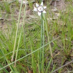 Wurmbea dioica subsp. dioica at Lake George, NSW - 5 Nov 2022