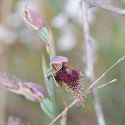 Calochilus platychilus (Purple Beard Orchid) at Corang, NSW - 4 Nov 2022 by Harrisi