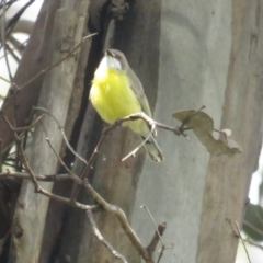 Gerygone olivacea (White-throated Gerygone) at Pialligo, ACT - 5 Nov 2022 by BenW