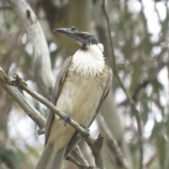 Philemon corniculatus (Noisy Friarbird) at Pialligo, ACT - 5 Nov 2022 by TomW