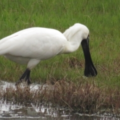 Platalea regia (Royal Spoonbill) at Fyshwick, ACT - 5 Nov 2022 by TomW