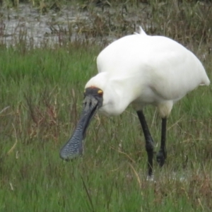 Platalea regia at Fyshwick, ACT - 5 Nov 2022 04:07 PM