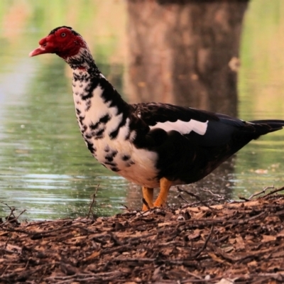Cairina moschata (Muscovy Duck (Domestic Type)) at Wodonga, VIC - 5 Nov 2022 by KylieWaldon