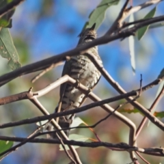 Chrysococcyx lucidus (Shining Bronze-Cuckoo) at Coree, ACT - 5 Nov 2022 by wombey