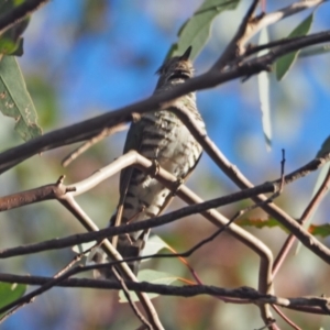 Chrysococcyx lucidus at Coree, ACT - 6 Nov 2022