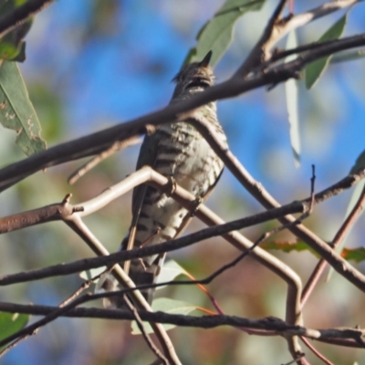 Chrysococcyx lucidus (Shining Bronze-Cuckoo) at Woodstock Nature Reserve - 5 Nov 2022 by wombey