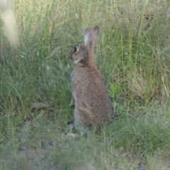 Oryctolagus cuniculus (European Rabbit) at Woodstock Nature Reserve - 5 Nov 2022 by wombey