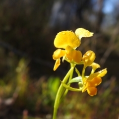Diuris aequalis (Buttercup Doubletail) at suppressed - 5 Nov 2022 by Liam.m