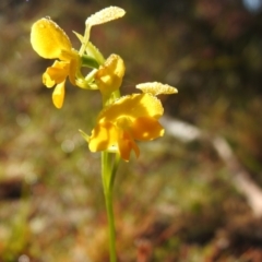 Diuris aequalis at suppressed - suppressed