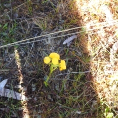 Diuris aequalis at suppressed - suppressed