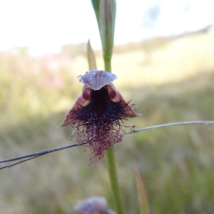 Calochilus platychilus at Mulloon, NSW - suppressed