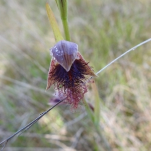 Calochilus platychilus at Mulloon, NSW - suppressed