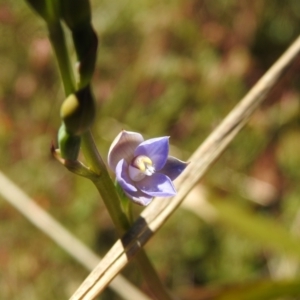 Thelymitra peniculata at Mulloon, NSW - 6 Nov 2022