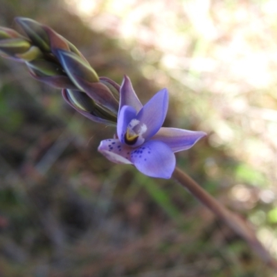 Thelymitra simulata (Graceful Sun-orchid) at Mulloon, NSW - 5 Nov 2022 by Liam.m