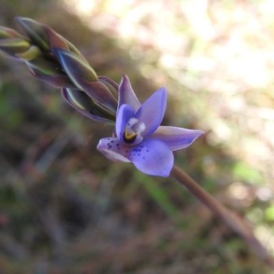 Thelymitra simulata (Graceful Sun-orchid) at Scott Nature Reserve - 6 Nov 2022 by Liam.m