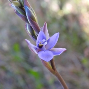 Thelymitra simulata at Mulloon, NSW - 6 Nov 2022