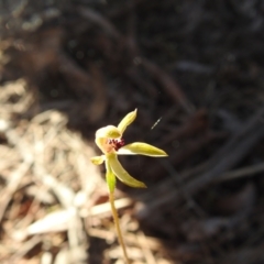 Caladenia transitoria (Green Caps) at Scott Nature Reserve - 6 Nov 2022 by Liam.m