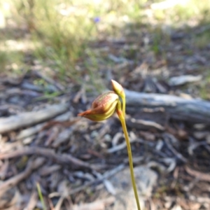 Caleana major at Mulloon, NSW - 6 Nov 2022