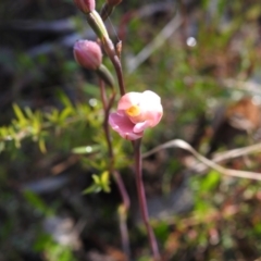 Thelymitra carnea (Tiny Sun Orchid) at Scott Nature Reserve - 6 Nov 2022 by Liam.m