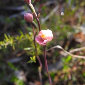 Thelymitra carnea at Mulloon, NSW - 6 Nov 2022