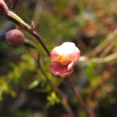 Thelymitra carnea at Mulloon, NSW - 6 Nov 2022