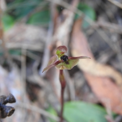 Chiloglottis trapeziformis (Diamond Ant Orchid) at Mulloon, NSW - 5 Nov 2022 by Liam.m