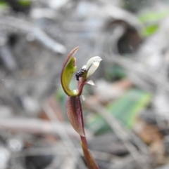 Chiloglottis trapeziformis at Mulloon, NSW - suppressed