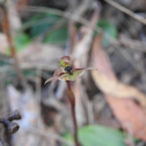 Chiloglottis trapeziformis at Mulloon, NSW - suppressed