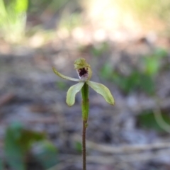 Caladenia transitoria at Mulloon, NSW - 5 Nov 2022 by Liam.m