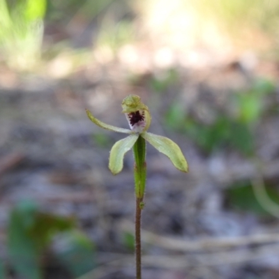 Caladenia transitoria (Green Caps) at Scott Nature Reserve - 6 Nov 2022 by Liam.m