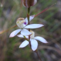 Caladenia moschata (Musky Caps) at Scott Nature Reserve - 6 Nov 2022 by Liam.m
