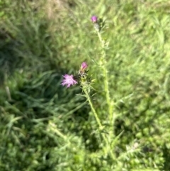 Carduus tenuiflorus (Winged Slender Thistle) at Aranda, ACT - 6 Nov 2022 by lbradley