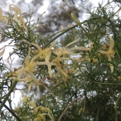 Clematis leptophylla (Small-leaf Clematis, Old Man's Beard) at Michelago, NSW - 11 Oct 2022 by MichaelBedingfield
