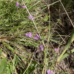 Thysanotus patersonii at Acton, ACT - 6 Nov 2022 10:36 AM