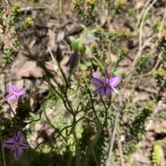 Thysanotus patersonii at Acton, ACT - 6 Nov 2022