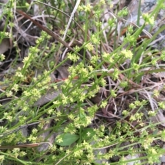 Galium gaudichaudii subsp. gaudichaudii (Rough Bedstraw) at Wamboin, NSW - 10 Oct 2021 by Devesons