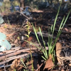 Corunastylis clivicola (Rufous midge orchid) at Wamboin, NSW - 15 Mar 2021 by Devesons