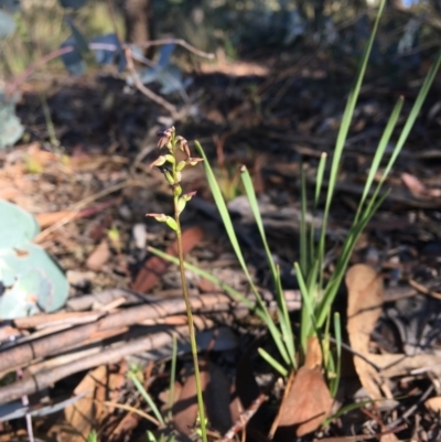 Corunastylis clivicola (Rufous midge orchid) at Wamboin, NSW - 15 Mar 2021 by Devesons