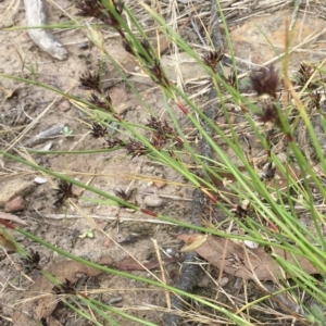 Schoenus apogon at Wamboin, NSW - 15 Jan 2022