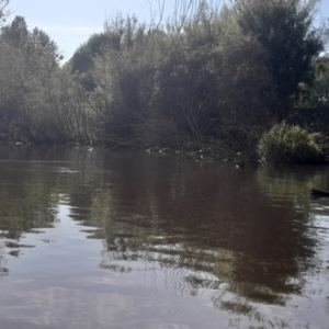 Anhinga novaehollandiae at Fyshwick, ACT - 6 Nov 2022