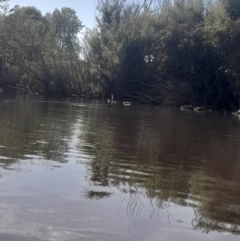 Anhinga novaehollandiae at Fyshwick, ACT - 6 Nov 2022