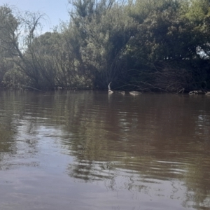 Anhinga novaehollandiae at Fyshwick, ACT - 6 Nov 2022