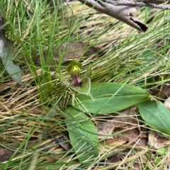 Chiloglottis valida (Large Bird Orchid) at Goobarragandra, NSW - 6 Nov 2022 by dgb900