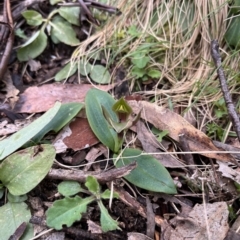 Chiloglottis valida at Goobarragandra, NSW - suppressed