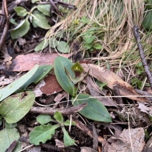 Chiloglottis valida at Goobarragandra, NSW - suppressed