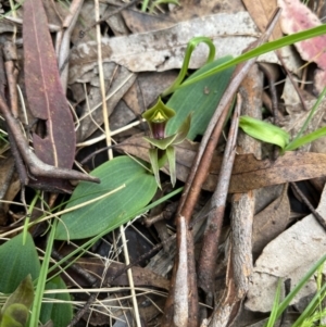 Chiloglottis valida at Goobarragandra, NSW - suppressed